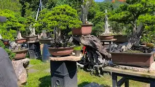 Lang Ping Bonsai Garden Vietnam