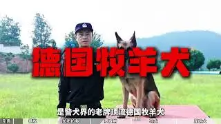中国警犬五大顶流盘点！德牧昆明犬各显神通，谁才是警队&ldquo;全能战神&rdquo;？#科普一下 #科普 #军事 #大熱門