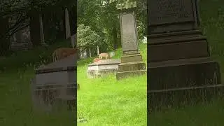 #deer #free #grass #service #all #youtube #can #eat #viral #lawn #service #shorts #like #share #sub
