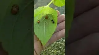 stages of a ladybug on one leaf (short video)