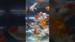#gold fish #like #subscribe #trending #max #panda