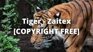 Tiger - Zaitex (JVCKHMR Festival Trap Remix) [COPYRIGHT FREE]