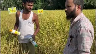 NANO MIX ASSAM NAGAON PADDY KHARIF 2024