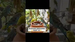 Budgies breeding part 10🐦! # budgies#breeding#birds#pets#animal#series