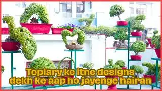 A Terrace Full of Topiaries | Unique Terrace Garden | Roof top Garden full of unique Topiaries