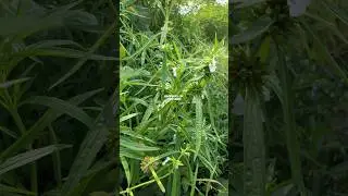 DAUN LENGLENGAN ATAU DAUN PACI PACI ‼️ Leucas lavandulifolia #lenglengan #leucaslavandulaefolia