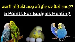 Budgies Female Ko Heat Par Kaise Laye || 5 Ponies Jisse Bajri Mada Heat Par Aa Jaygi!
