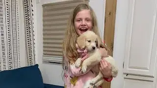 Bringing home our 8 week old English crème golden retriever puppy and surprising our daughter!