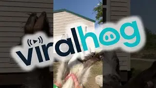 Spinning Goat Screams || ViralHog