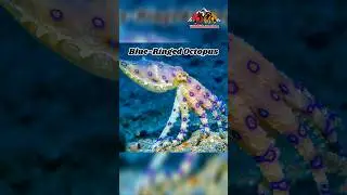 The Blue-Ringed Octopus: Cute&hellip; But DEADLY 🐙💙💀#blueringedoctopus #nature #wildlife #octopus #ocean