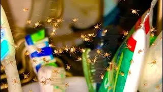 &ldquo;Have You Ever Seen A Burst Of Baby Spiders 🕷️?🕷️⭐️💎Constellation Of Baby Spiders⭐️🕷️💎🎼🎵🎶Must Watch 