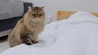Этот котенок был таким милым, выглядел настороженным, потому что рядом с ним спал кто-то непривычный