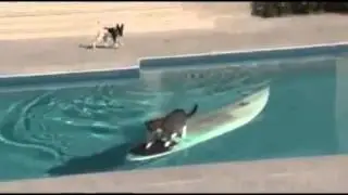 Un chat surfeur