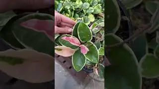 Обратите внимание на эти новые хойи в Home Depot! #хойя #растения #покупкирастений