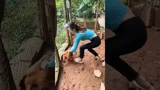 🤣 EP308, rural life vlog, girl in mountains village catch a chicken, #shorts @saypanofficial