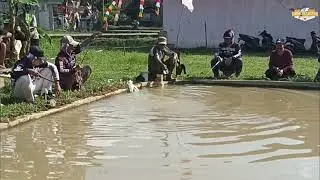 lomba mancing 17 agustus ikan lelenya ganas, para pemancing semangat meskipun cuaca panas