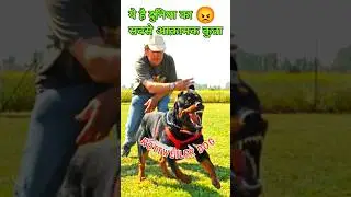 Top 3 Loyal And Protective Dogs In The World 😱||#shorts #trending