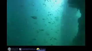 Shiny Surfperch, and Oh! A Lobster passes over the cam . Scripps Pier,La Jola,CA