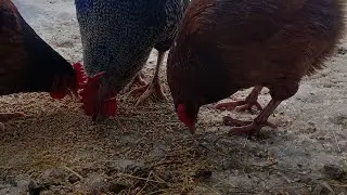 Hodowla Filipa 🐰🐔🐓