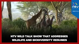 NTV Wild Talk show that addresses wildlife and biodiversity resumes