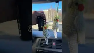 Как вам такие попутчики? #parrot #parrots #parrotsofinstagram #попугай