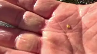 Heaps of Lovely Gold Nuggets under a Little Waterfall ⛏️⛏️
