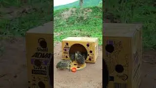 Best Creative Unique Trap By Using Cardboard Box #shorts