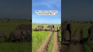 6 Days Tanzania Safari Tours 🐘🦓🐃🦒🦏🇹🇿