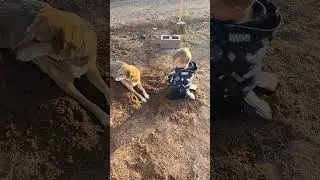 kalypso helping Ivan dig! #gooddog #fypシ #foryou
