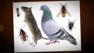 pest control northridge, 818-276-3225, exterminator northridge, roaches, fleas, San Fernando Valley