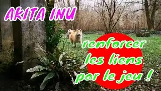 AKITA INU, COMMENT créer du lien avec du jeu? démonstration, surprise....