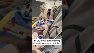 Nobody talks about the bitter sweet reality of adopting a senior dog