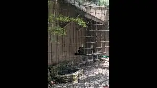 American eagle foundation at Dollywood #viral #redneck #americaneaglefoundation #america #shorts