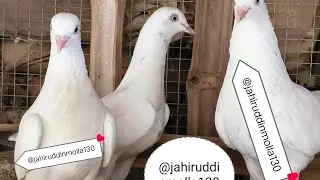 Pigeon Lover is live! সকালে লাইফে চলে আসলাম