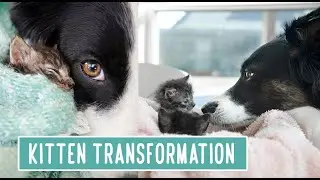 Kitten Transformation -- Stripe