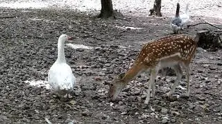 Parc animalier de Janvry