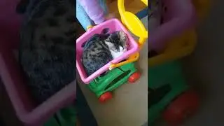смешной милый кот