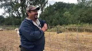 Virtual field day at Cala Farm: Cover crops and sheep on a diversified vegetable farm