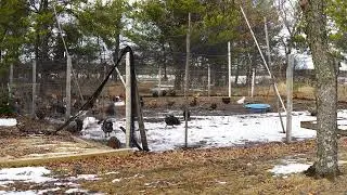 Cage Free CHICKENS and DUCKS in enclosed vegetable garden - Winter