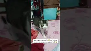After having Heavy Dinner😸 Billu Hunting For Sweet Dish Like Insects & Lizards 😹🤦🏼 #shorts #cat
