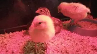 Les poussins 2 a 10 Jours N°1/6