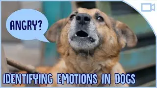 How to Identify Emotions in Your Dog!