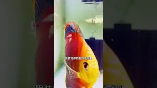 fishery Colorful Angelfish Colorful God Fame fish Goldfish #short#shorts