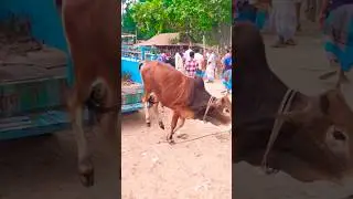 Game Caw #shorts #tranding #caw #entertainment #vairalshort
