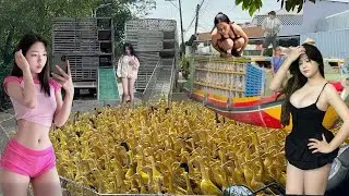 Explosion of barren rice fields, ducks running everywhere in the flood season
