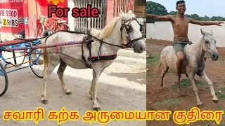 Native horse for sale in Ambur | ஆம்பூரில் உதைக்கும் குதிரை விற்பனைக்கு உள்ளது