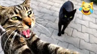 Too Impatient for Food! 😹 Street Cat Can&rsquo;t Wait