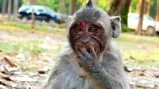 OMG! What happen to poor baby Jessie? | Pitiful orphan Jessie baby monkey got attack