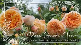 Summer Rose Garden Tour - David Austin, Tantau, Meilland, Kordes, Tom Carruth & Clematis Highlights