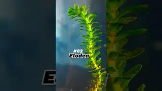 Top 5 Fast-Growing Aquarium Plants☘️!!#plantedtank #aquarium